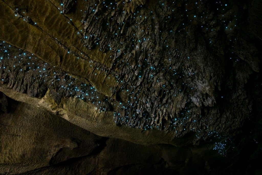 Cuevas Waitomo Glowworm