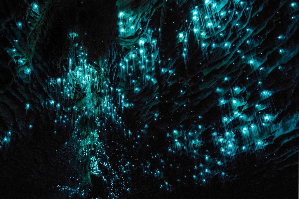Waitomo Glowworm Caves