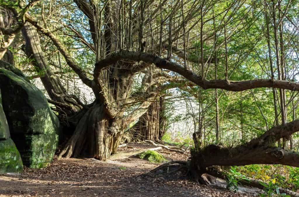 Wakehurst Place