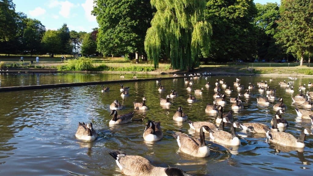 Parque Wardown