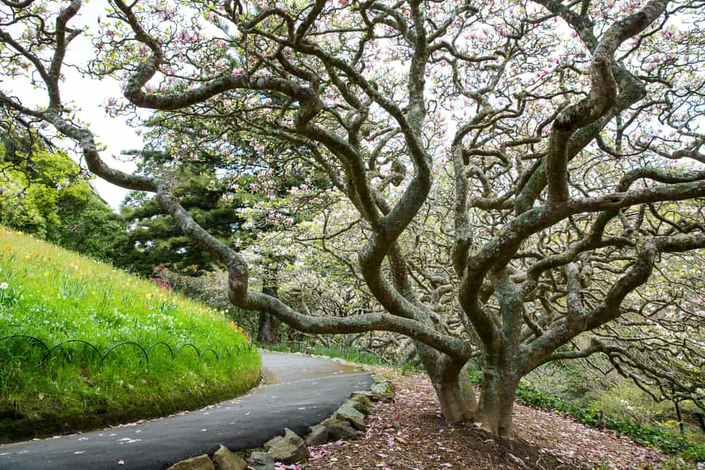 Jardín Botánico de Wellington