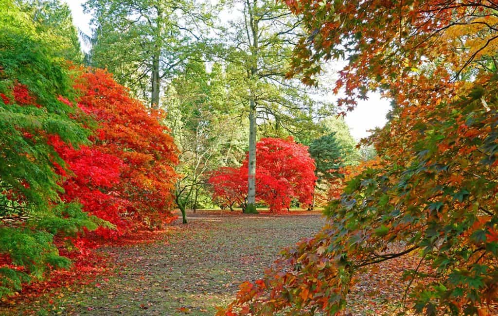 Westonbirt Arboretum
