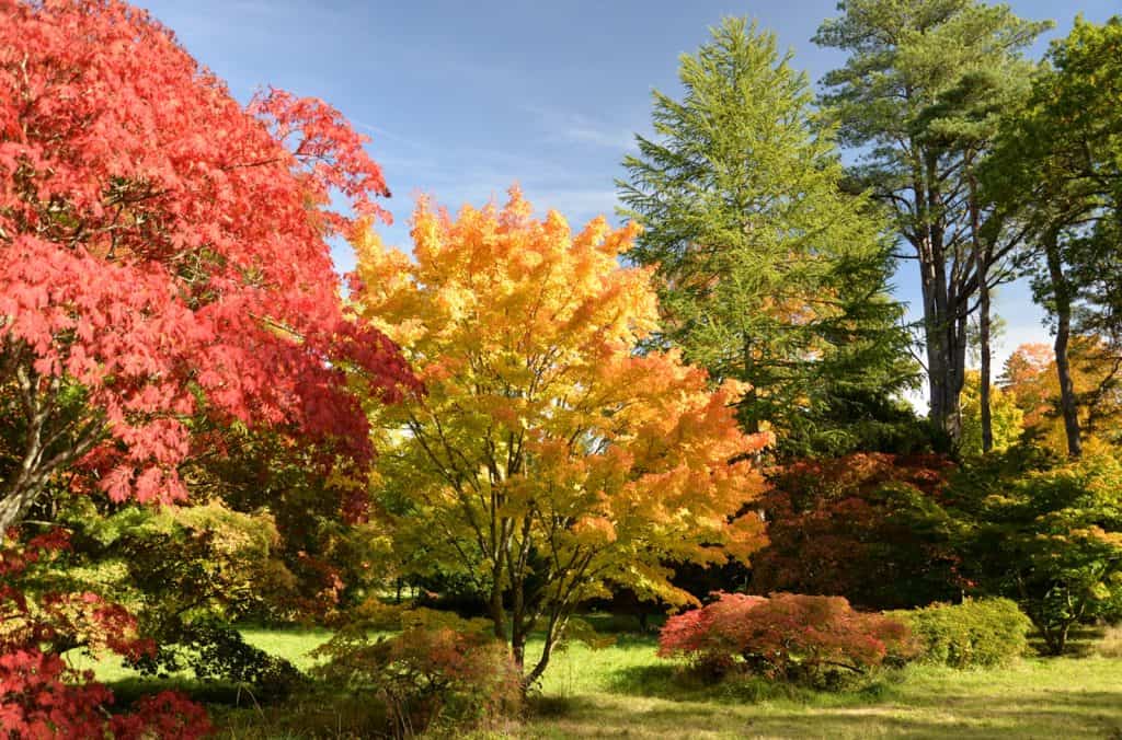 Westonbirt Arboretum
