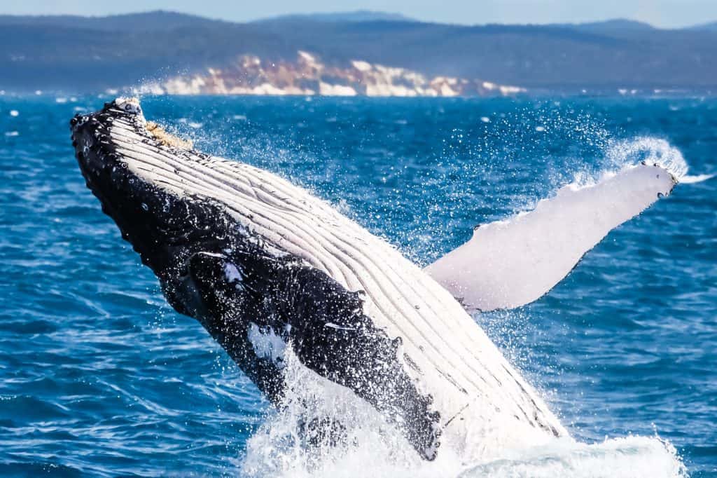 Avistamiento de Ballenas en Hervey Bay