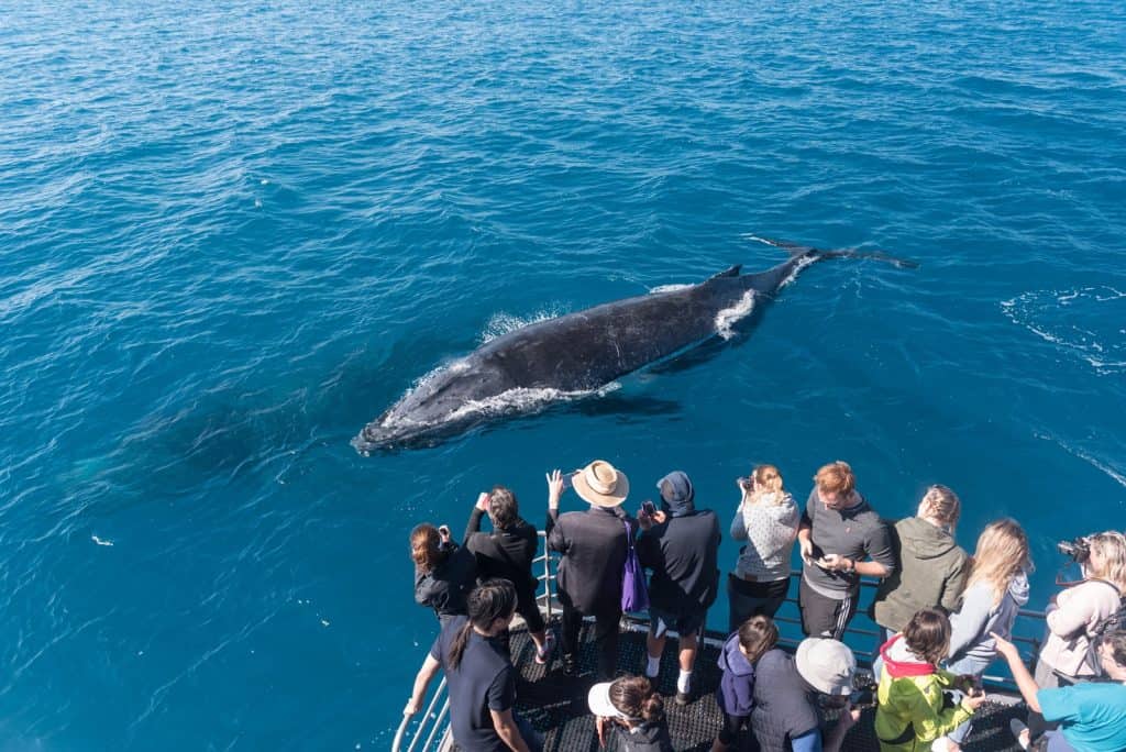 Avistamiento de Ballenas en Hervey Bay