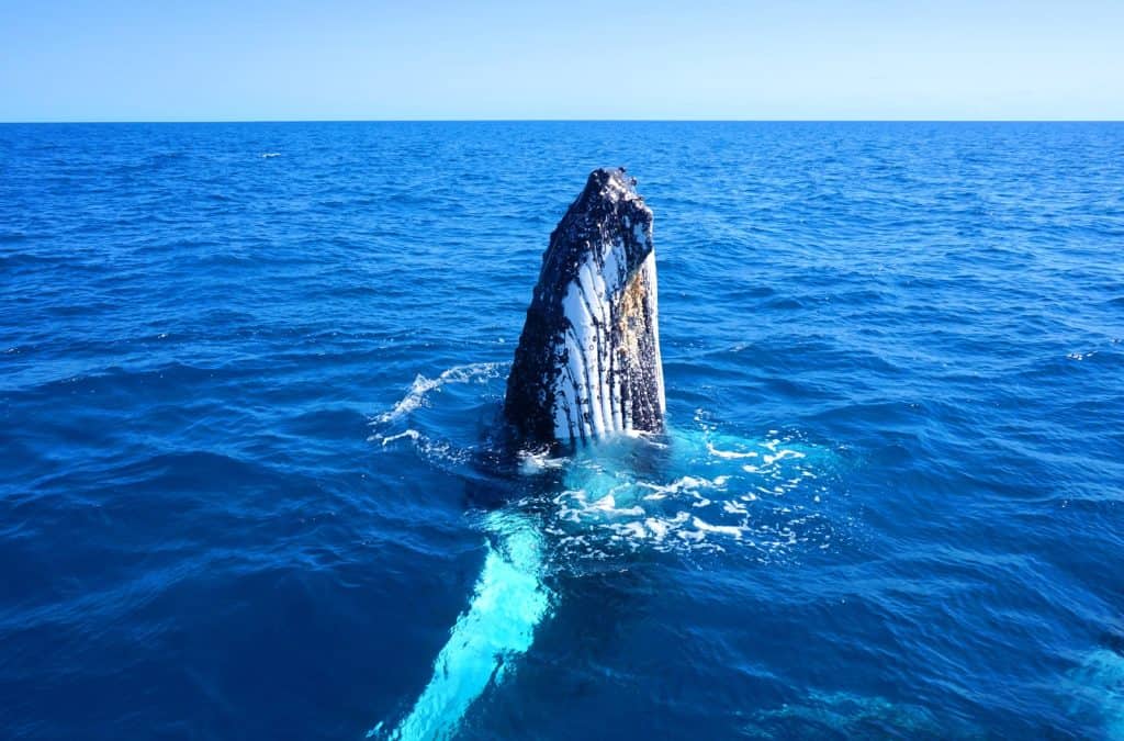 Avistamiento de Ballenas en Hervey Bay