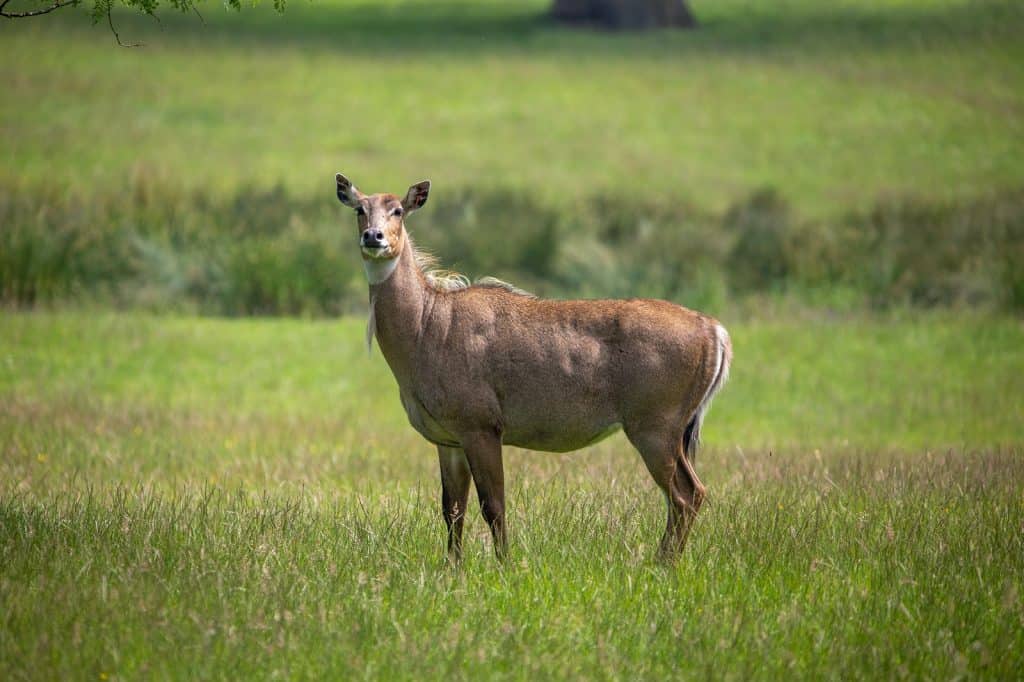 Zoológico de Whipsnade