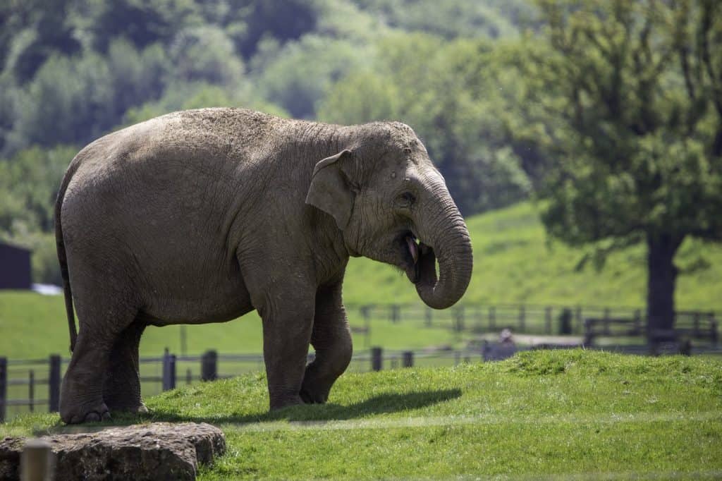 Zoológico de Whipsnade