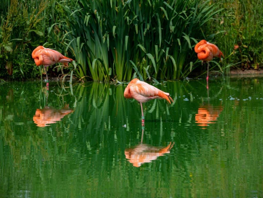 Zoológico de Whipsnade