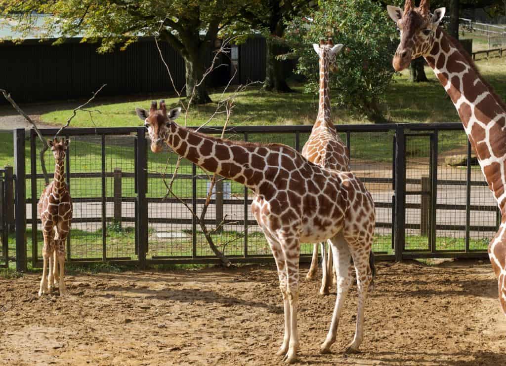 Zoológico de Whipsnade