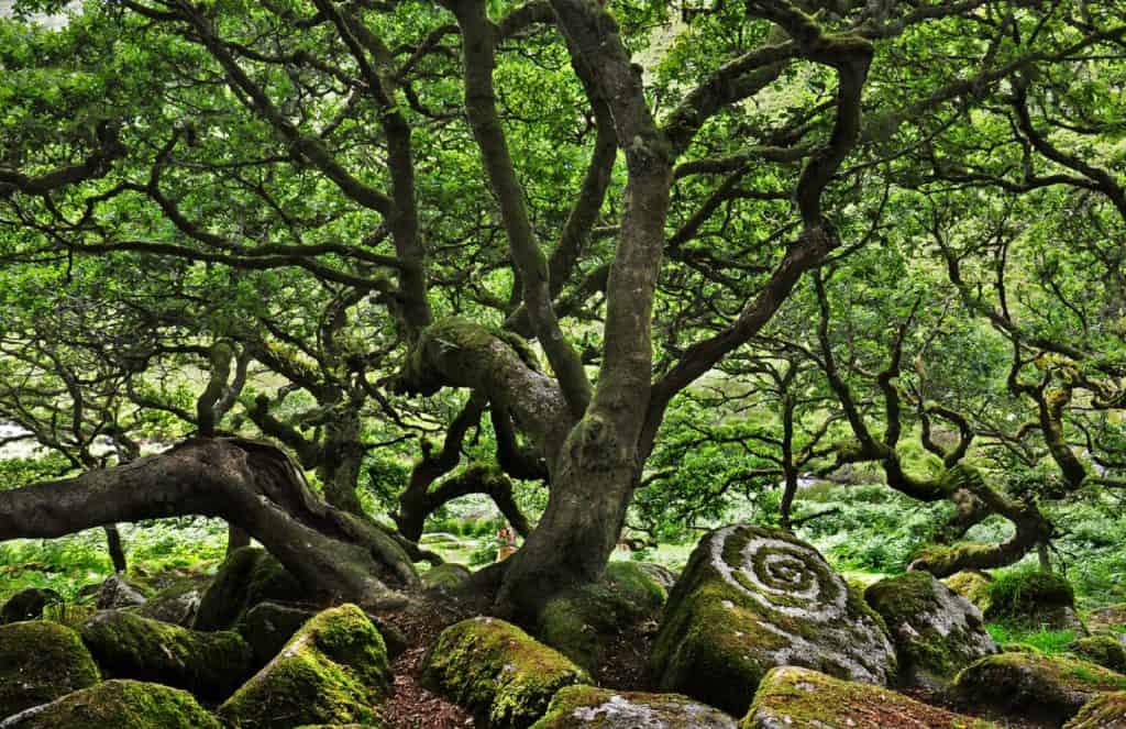 Wistman's Wood