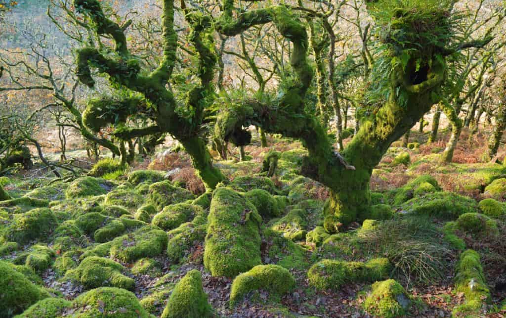 Wistman's Wood