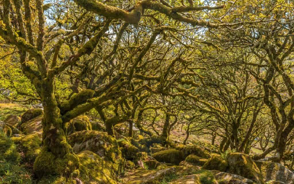 Wistman's Wood