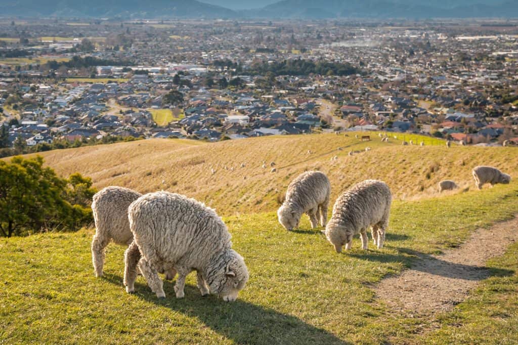 Wither Hills