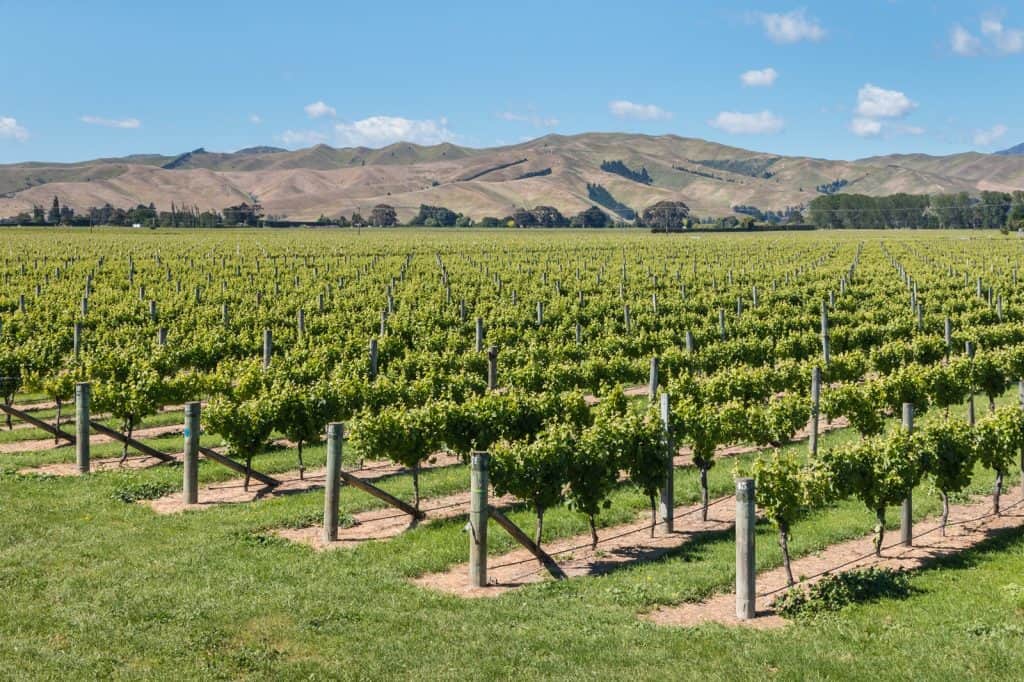 Wither Hills