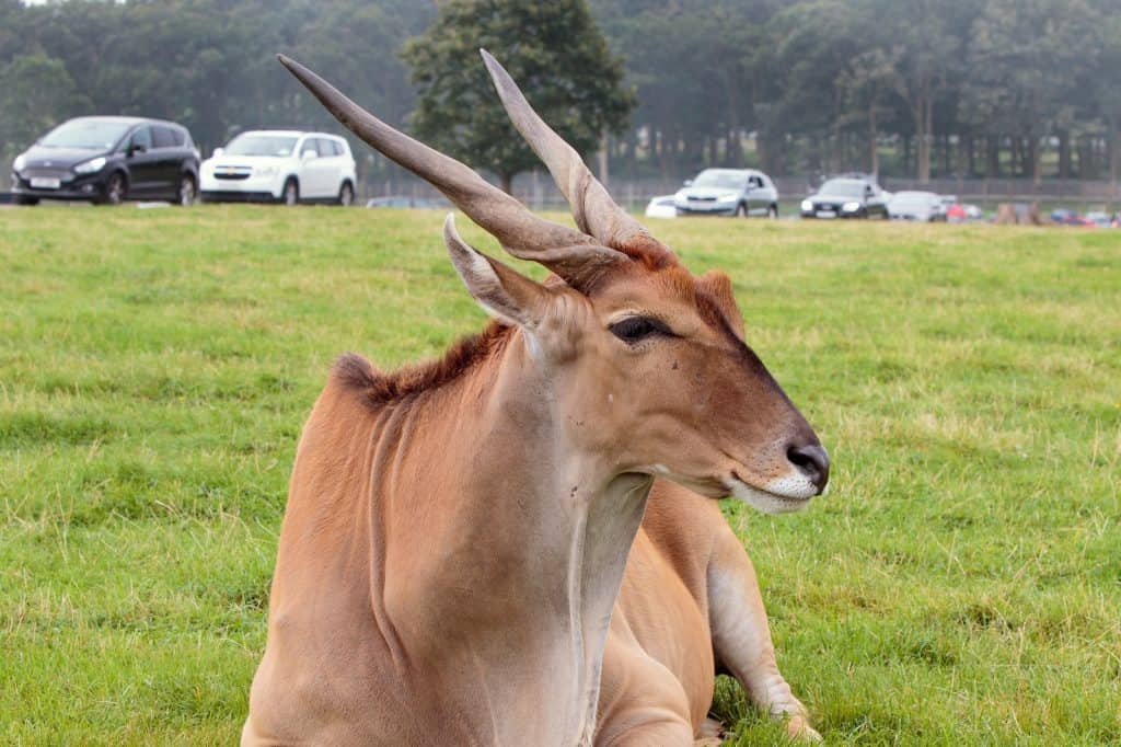 Parque Safari Woburn