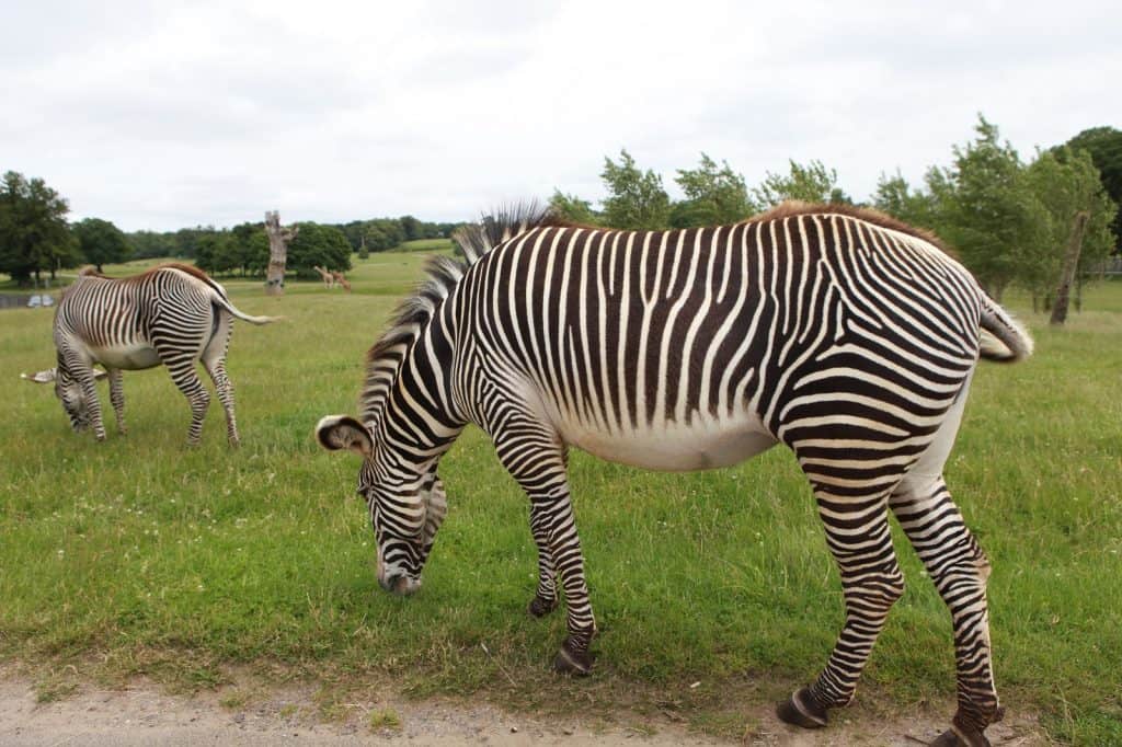 Parque Safari Woburn