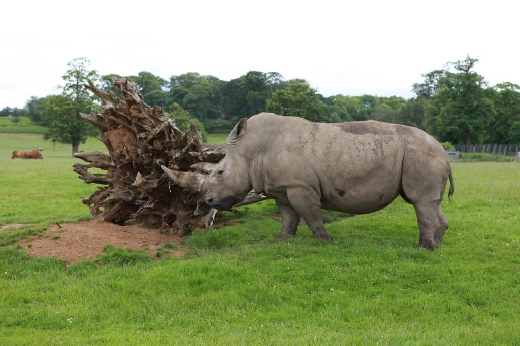 Parque Safari Woburn