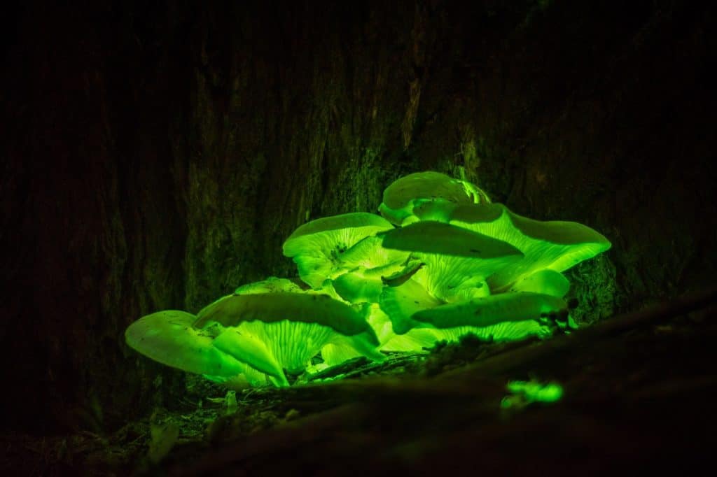 Plantas Bioluminiscentes