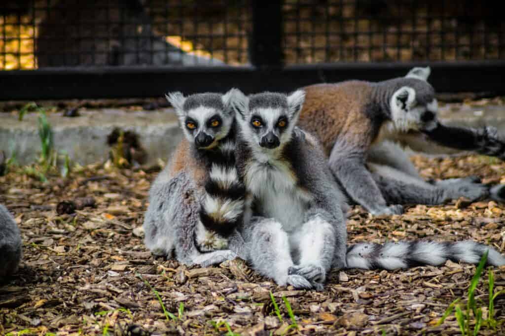 Yorkshire Wildlife Park