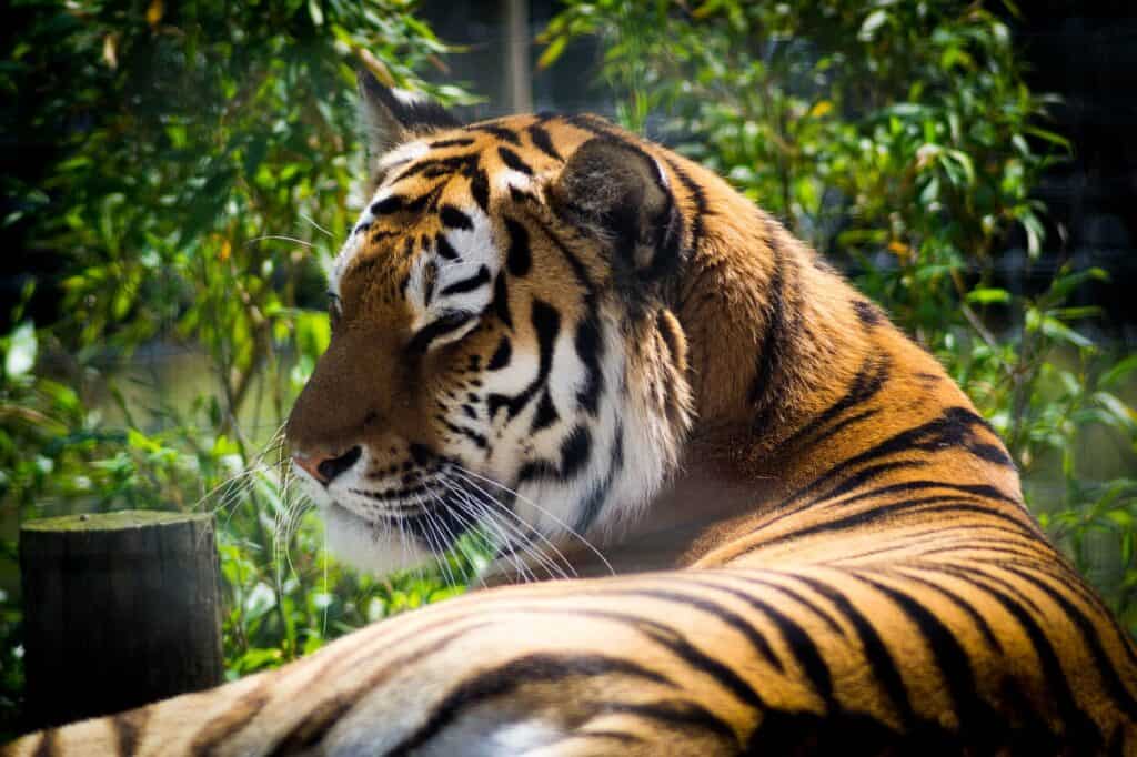 Yorkshire Wildlife Park