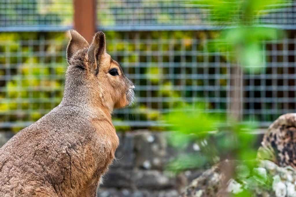 Zoológico de Bristol