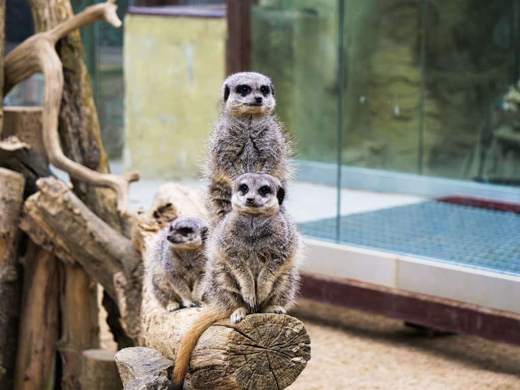 Zoológico de Bristol