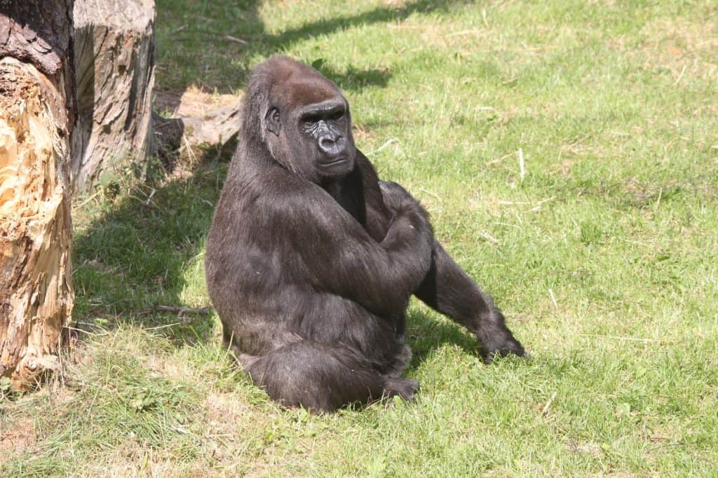 Zoo de Jersey