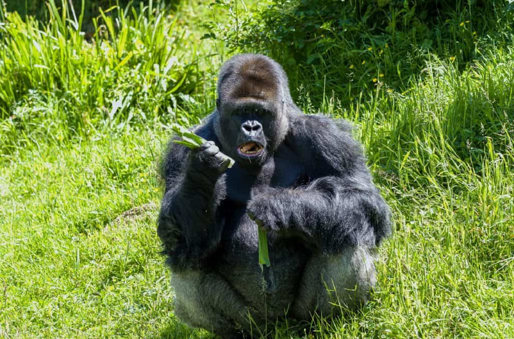 Zoo de Jersey