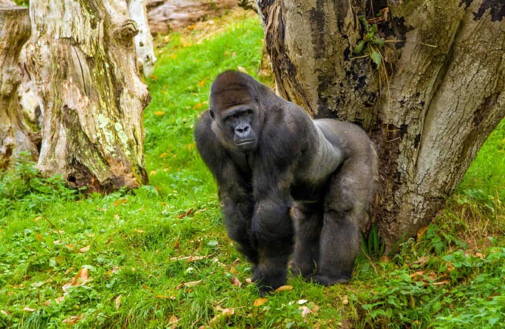 Zoo de Jersey