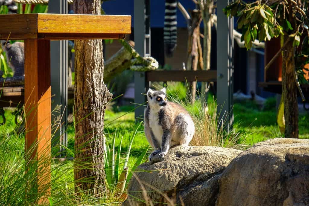 Zoológico Taronga