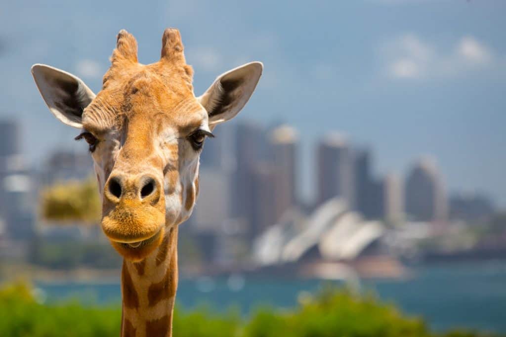 Zoológico Taronga