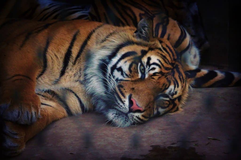 Zoológico Taronga