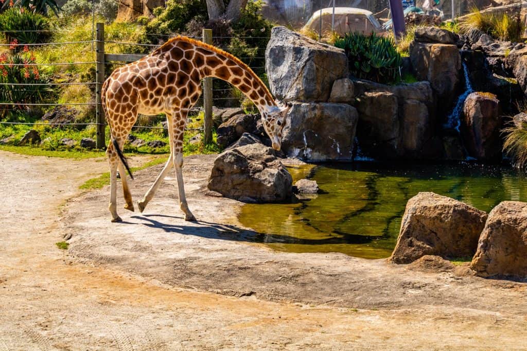 Zoológico de Auckland