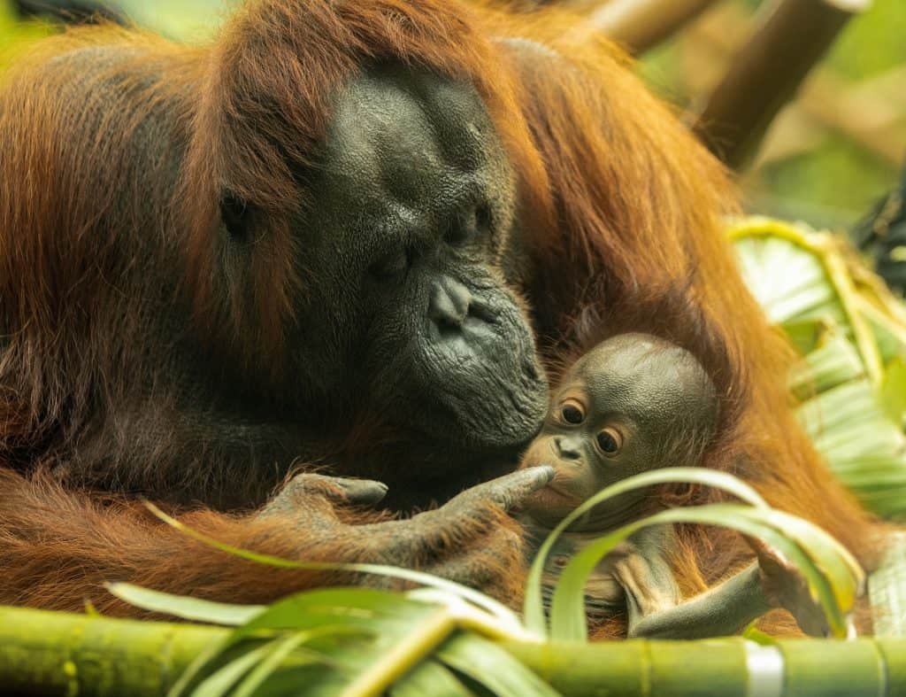 Zoológico de Auckland