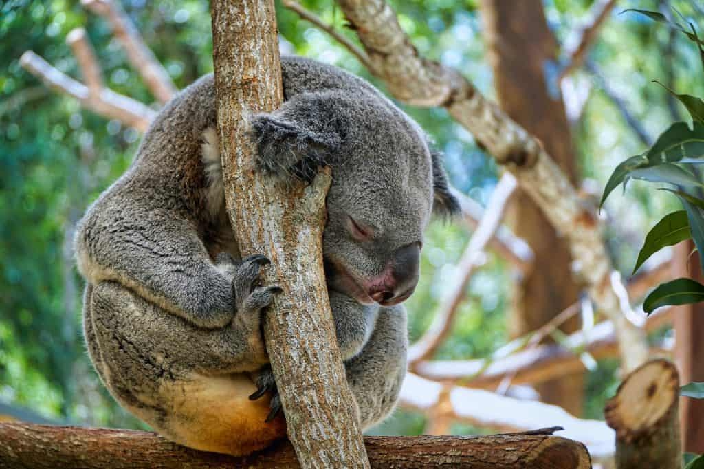 Zoológico de Australia