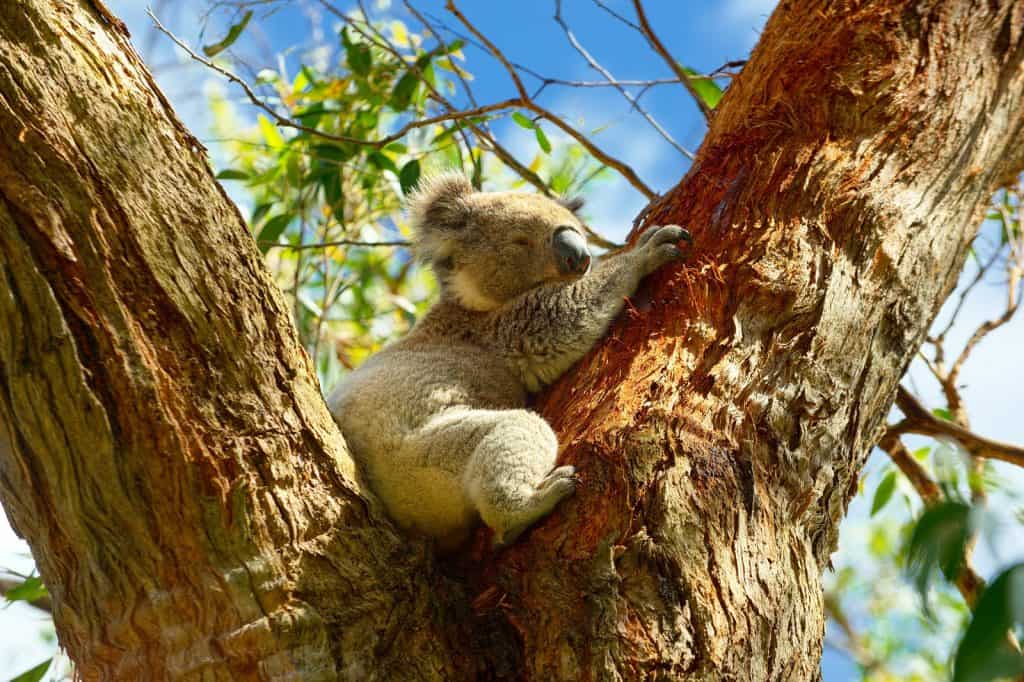 Zoológico de Perth