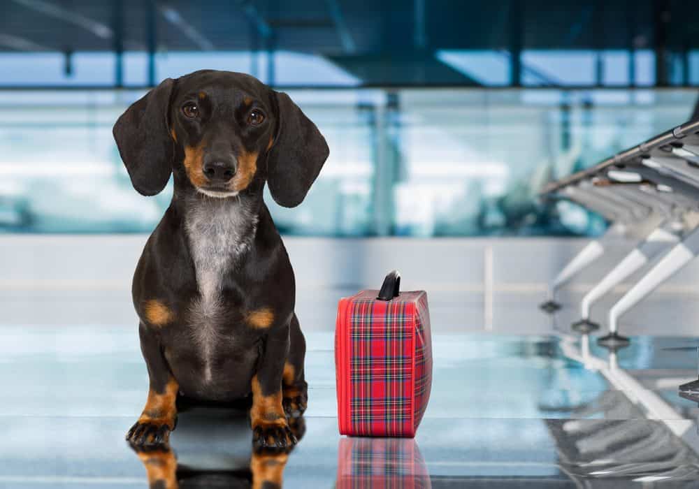 Perro viajando en el aeropuerto