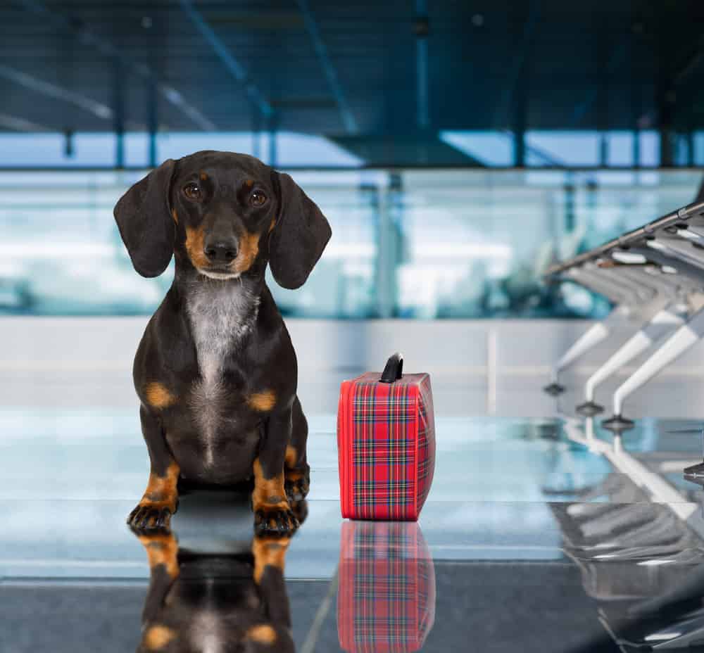 Perro viajando en el aeropuerto