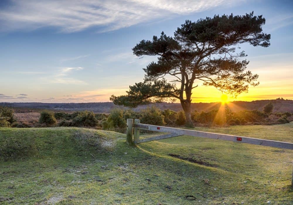 New Forest
