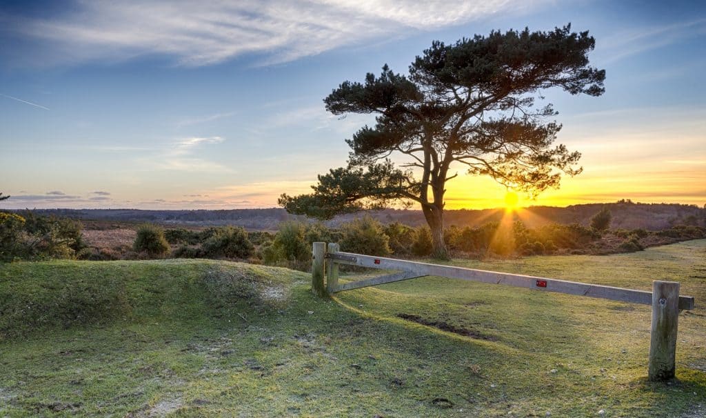 New Forest