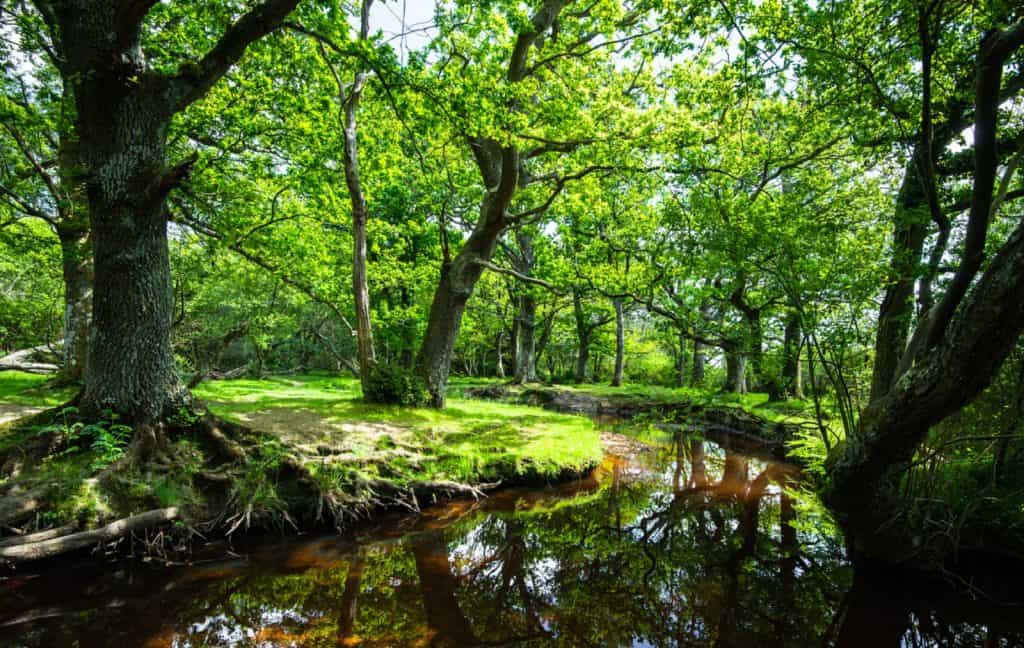New Forest