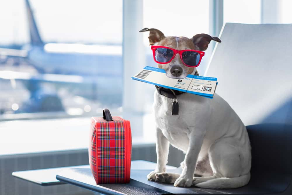 Jack Russell viajando en avión