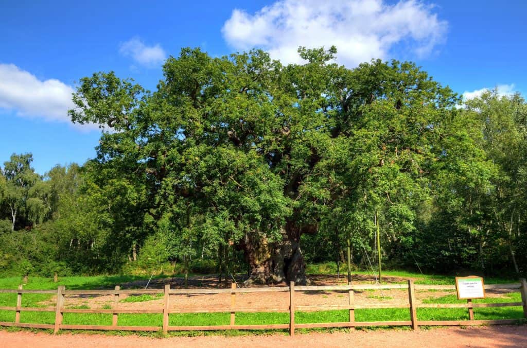 El Major Oak (en español, roble mayor)