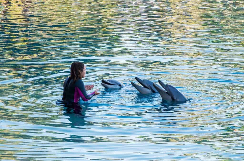 Sea World - Surfers Paradise