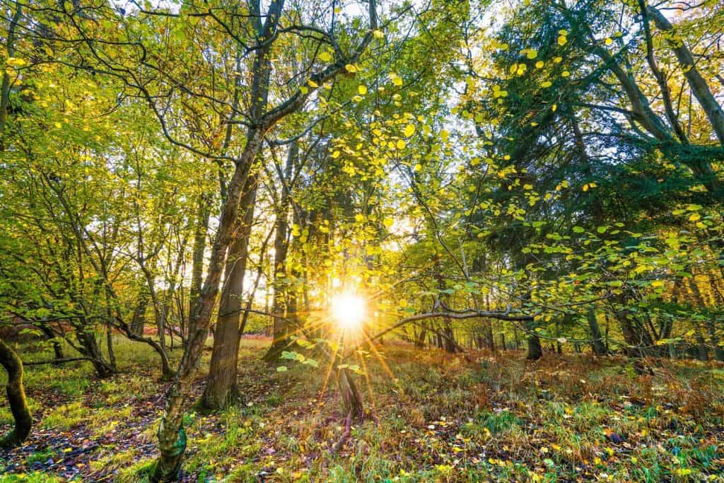 Sherwood Forest