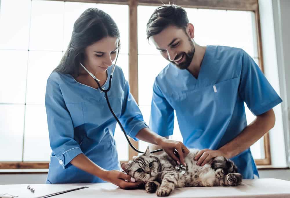 documentación sanitaria gatos